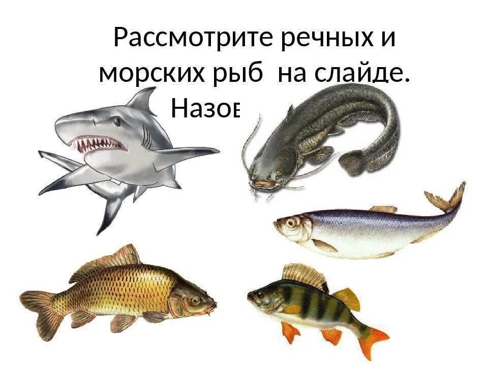 У какой рыбы нет костей. Рыбы морские и пресноводные. морские и речные обитатели. картинки рыб морских и речных. морские рыбы для детей с названиями.