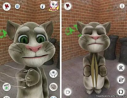 Cat tom 1