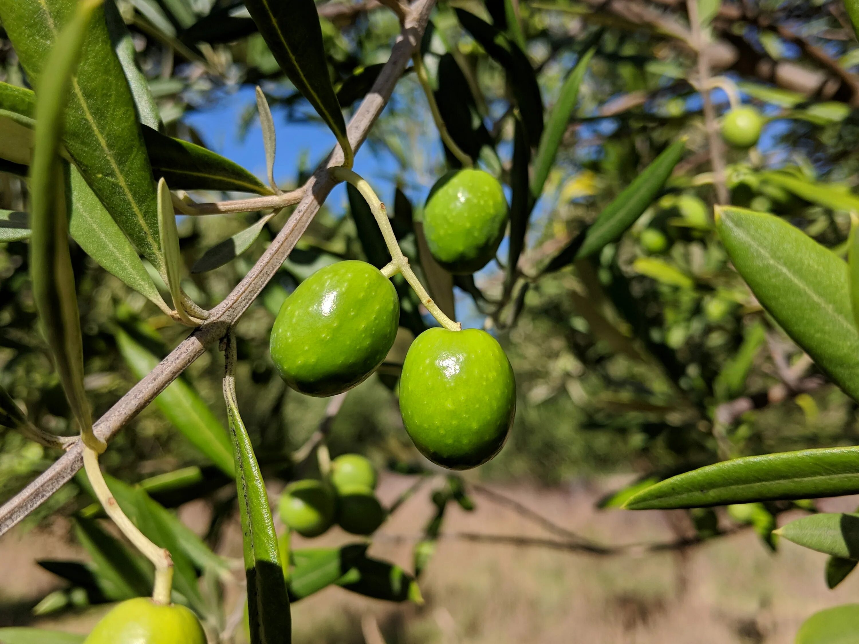 Листья оливы купить