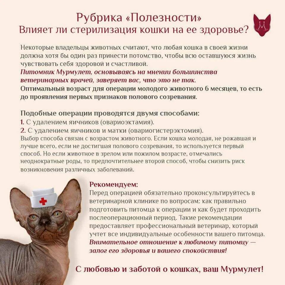 Течка у стерилизованной кошки сколько длится. Стерилизация кошек процесс. полосная стерилизация кошки. лучший возраст для стерилизации кошек.