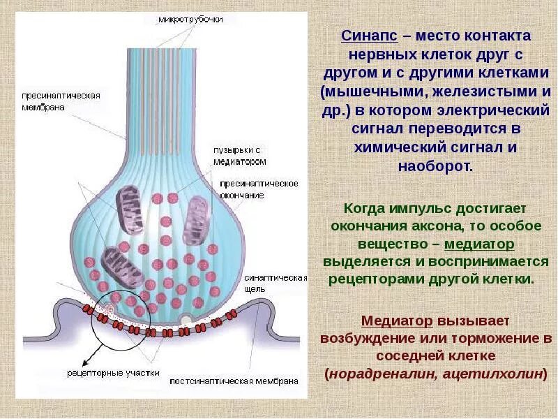 Нейрон аксон дендрит синапс. В местах контакта аксона с клетками. Как осуществляется передача нервного импульса. Нейрон аксон дендрит. Место контакта аксона с другой клеткой.