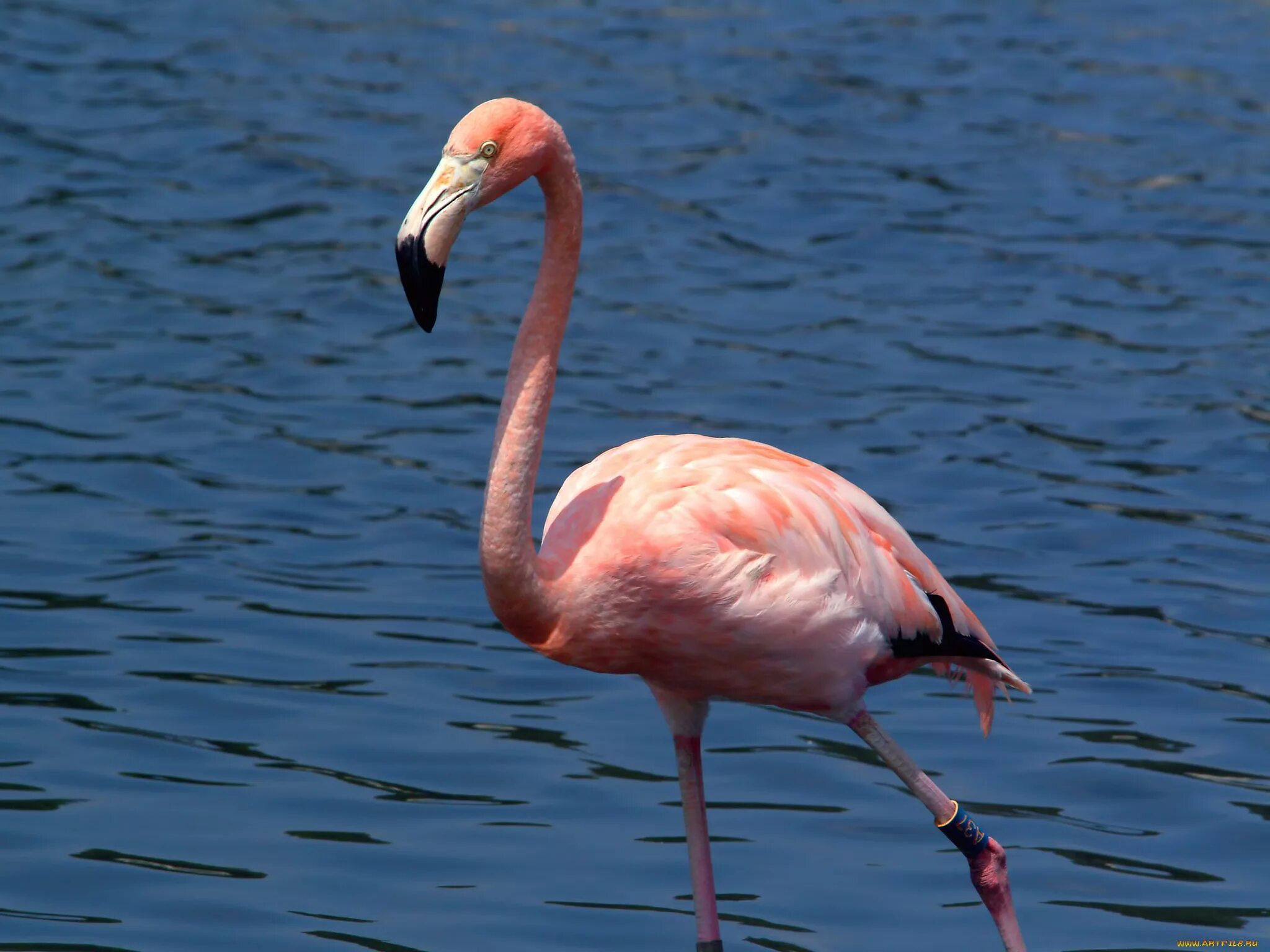 Звук фламинго