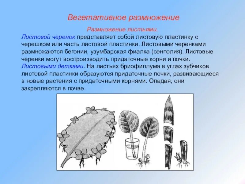 Вегетативное размножение бегонии. Размножение листовыми пластинками. Размножение листовой пластиной. Листовая пластинка и черенок. Черенкование листовой пластинкой.