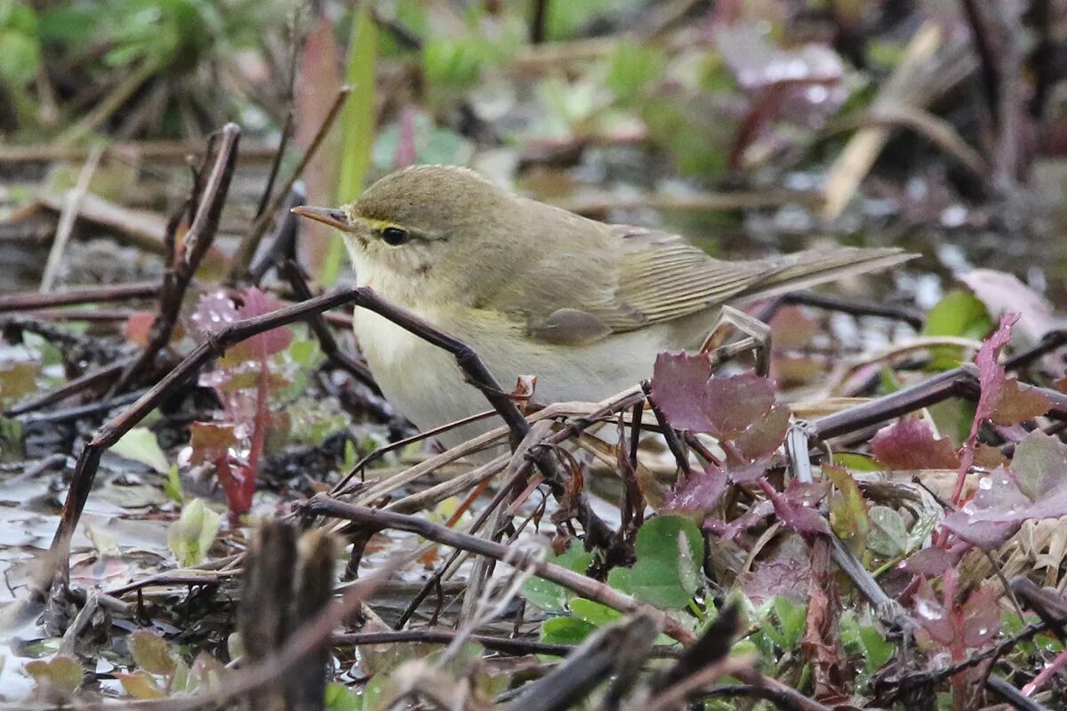 Пеночка-весничка. Пеночка-весничка (Phylloscopus trochiloides). Птица весничка Песчанка. Пеночка-весничка ареал обитания. Весничка это