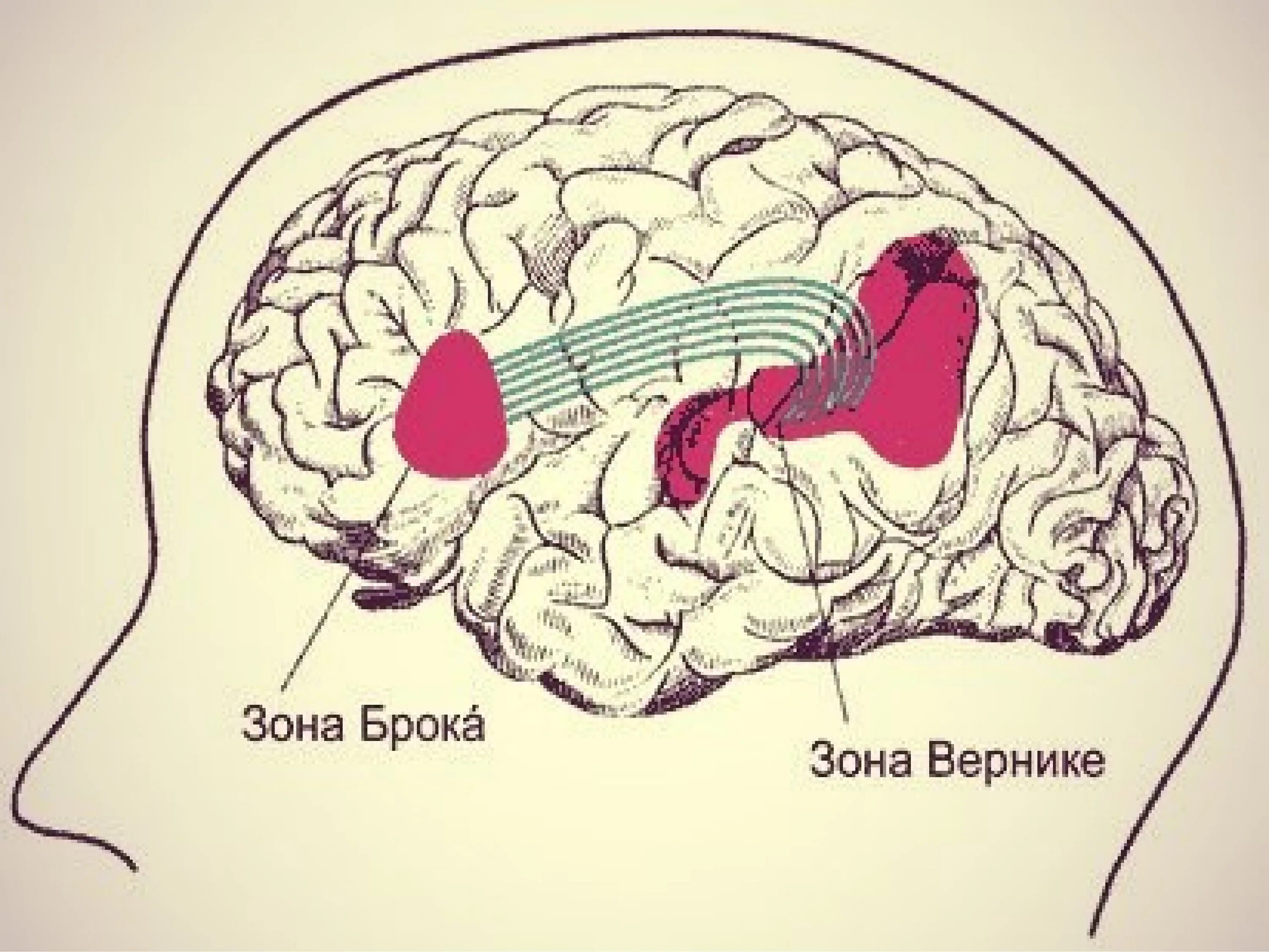 Зоны восприятия мозга. Речевые центры. Зона Брока. Зона Вернике. Центры Брока и Вернике в головном мозге. Речевые зоны Брока и Вернике располагаются. Центр Вернике и центр (зона Брока)..