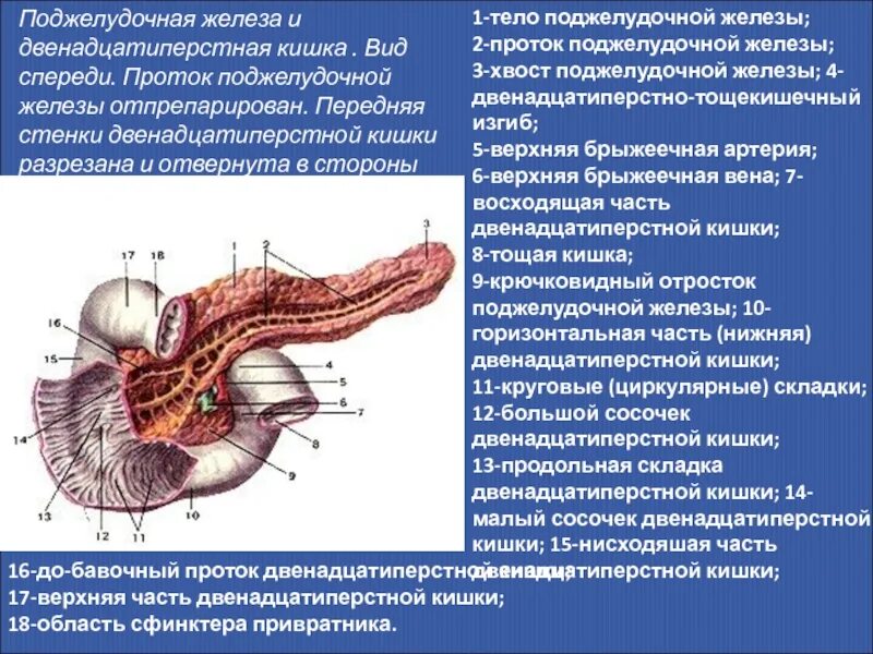 Двенадцатиперстная кишка какие заболевания. Строение поджелудочной железы вид спереди. поджелудочная железа анатомия вид спереди. строение 12 перстной кишки и поджелудочной железы. 12 перстная кишка и поджелудочная железа.