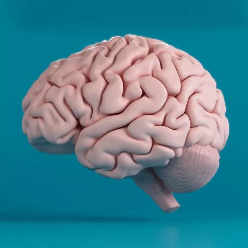 Brain model. Макет головного мозга.