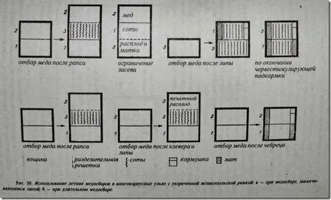 Пчелы методы содержания
