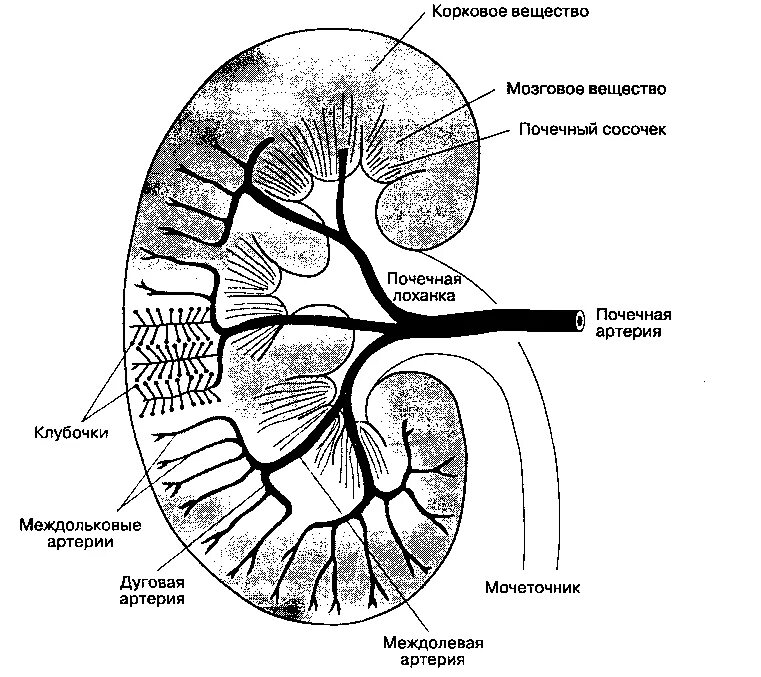 Междольковые артерии почки. Сосуды почки анатомия. Кровоснабжение почки анатомия. Почечная артерия схема.