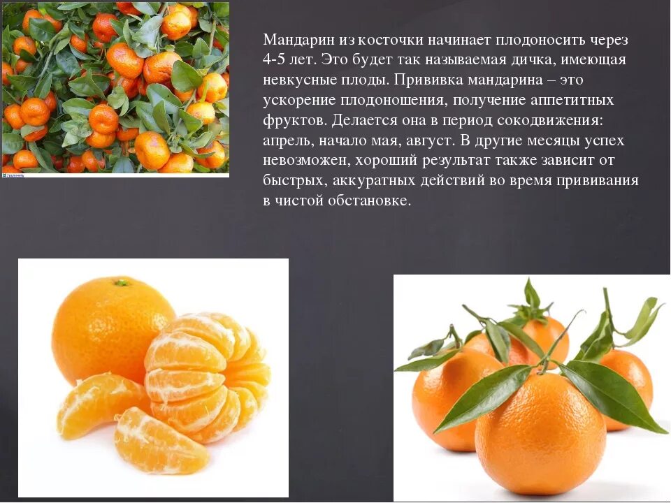 Плод мандарина. Сообщение о плодах мандарина. Цитрусовые растения. Презентация на тему мандарин.