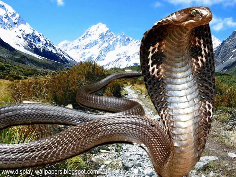 Cobra yks. Змея Кобра. Королевская Кобра гамадриад. Северокавказская Кобра. Змея очковая Кобра.