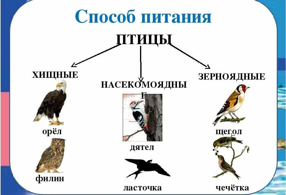 Приведите примеры птиц. Зерноядные,Хищные,Насекомоядные птицы. Способы питания птиц. Классификация птиц по питанию. Хищные и травоядные птицы.