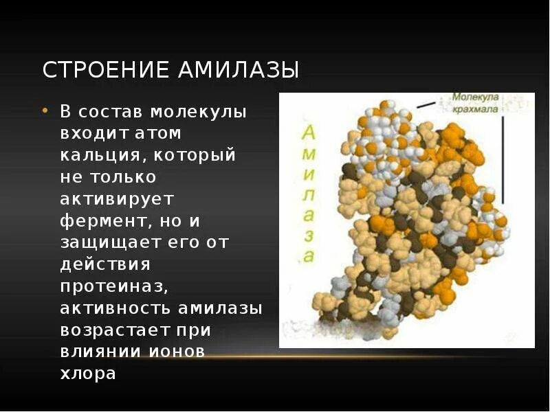 Фермент альфа амилаза. Амилаза структура. Амилаза химическая формула. Амилаза фермент биологическая роль. Альфа и бета амилаза.