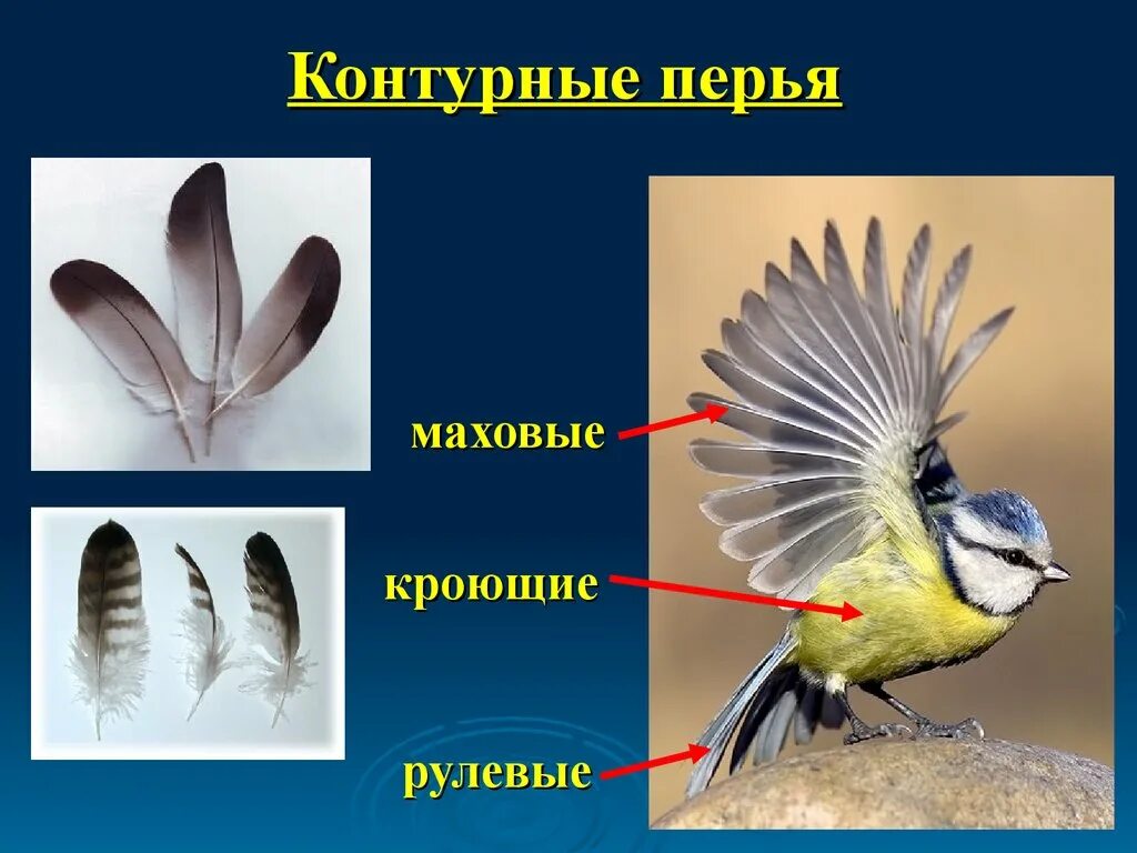 Виды перьев. Разновидности перьев птиц. Перья птиц с названиями. Какие бывают перья у птиц. Перья птицы бывают