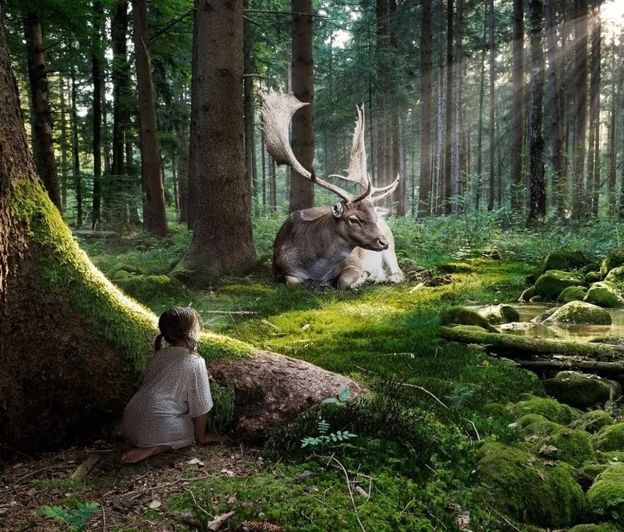 «Зачарованный лес» («Enchanted Forest»). Сказочный лес. Волшебный лес. Сказочные жители леса. Доминирование природа