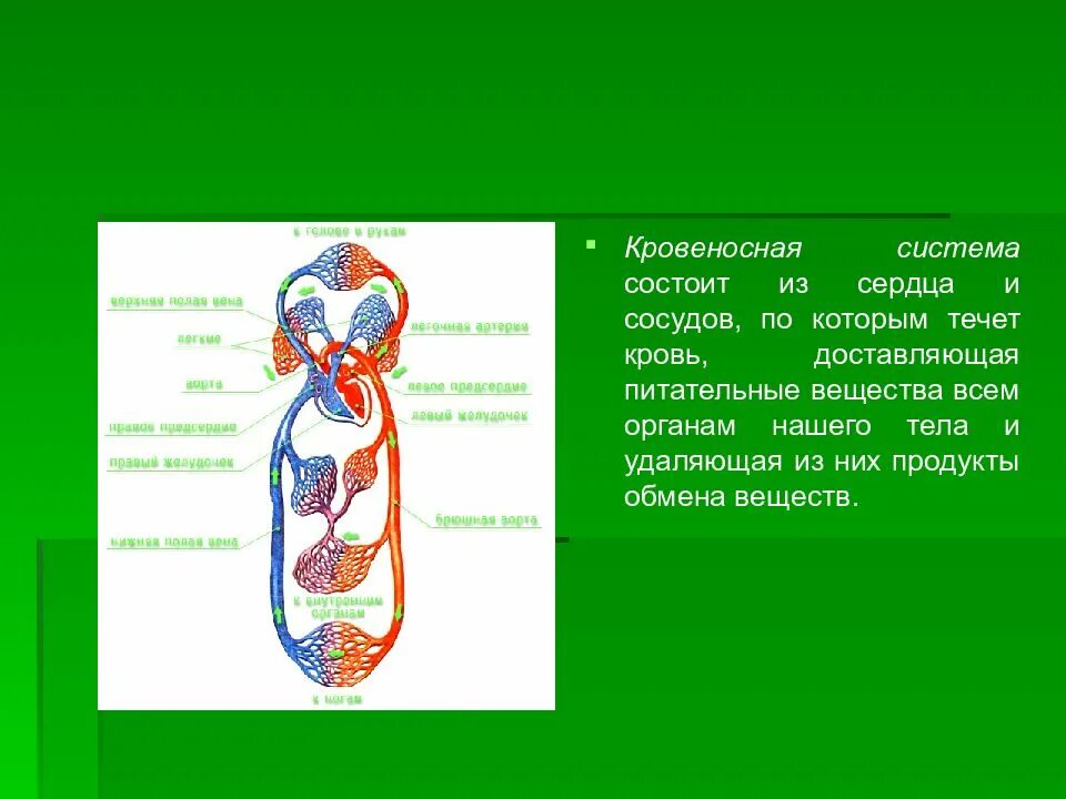 Состоит из сердца и сосудов. Из чего состоит кровеносная система. системы органов человека кровеносная система. строение кровеносной системы. кровь и кровеносная система.
