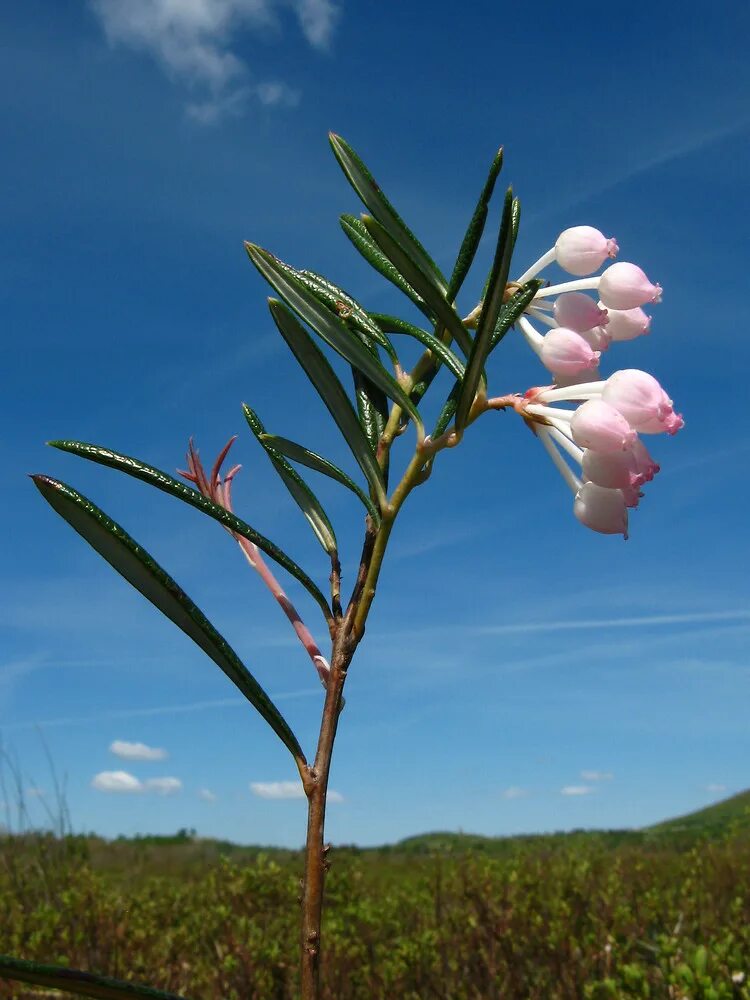 Растение андромеда 6. Andromeda polifolia. подбел андромеда. подбел белолистник. подбел многолистный.