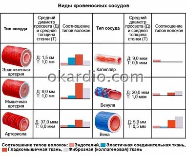 Сосуды разных размеров