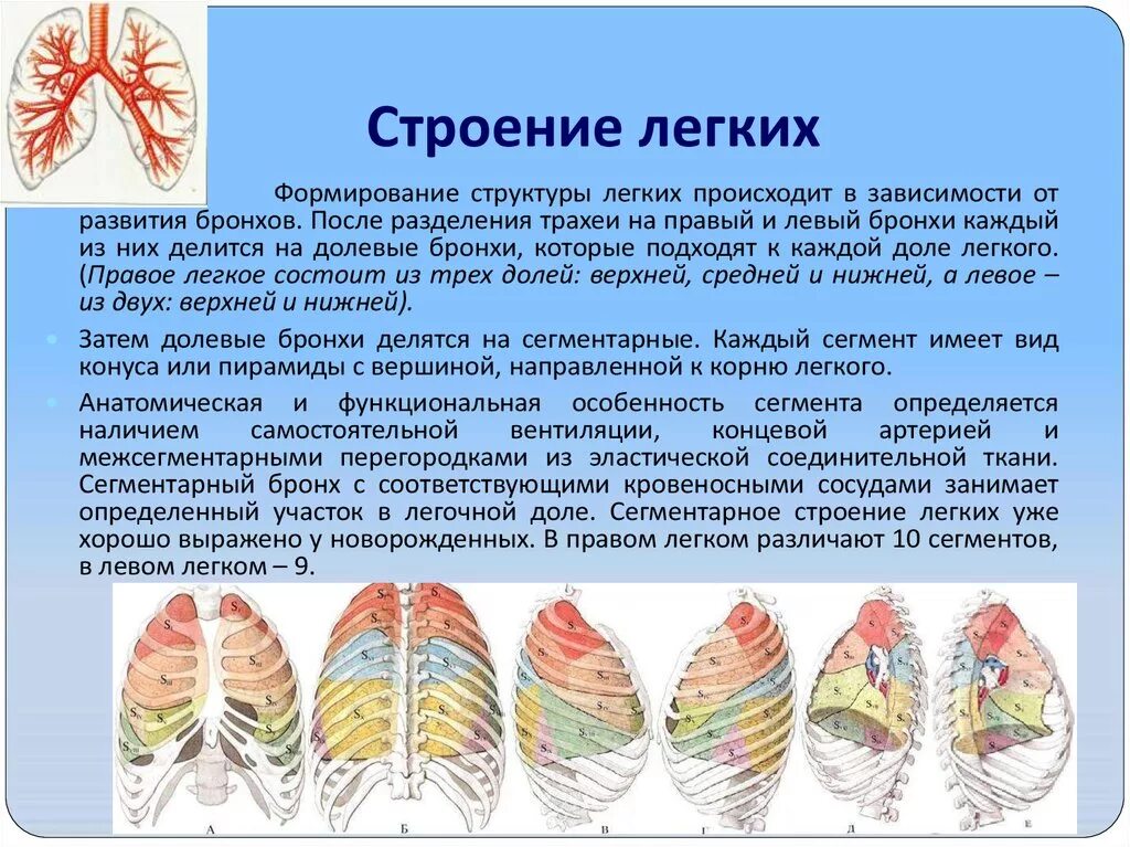 Выберите признаки характерные для легких человека. Легкие строение. Строение легких анатомия. Внешнее и внутреннее строение легких. Сттроенип лёгких.