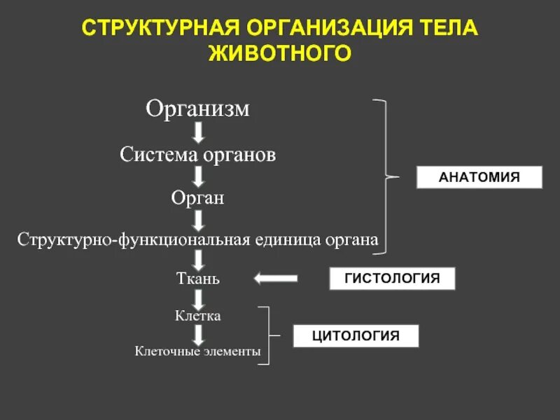 Структурная организация организма. Структурная организация тела животных. Структурно-функциональной организации организма человека.. Структурная организация клетки.