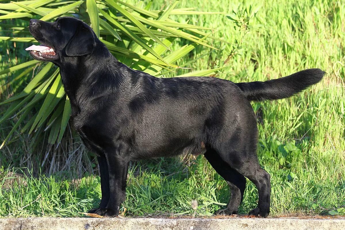 Лабрадор ретривер. Лабрадор-ретривер (Labrador Retriever).. Лабрадор черный. ЛАБРОДОРРЕТРИВЕР черный. Лабрадор ретривер сколько живут