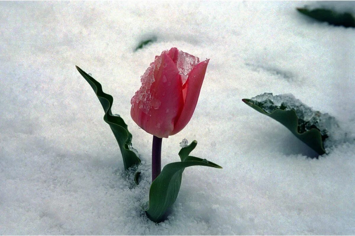 Тюльпаны в снегу. Цветы из под снега. Тюльпаны под снегом. Тюльпаны из под снега.
