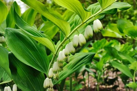 Купена многоцветковая
