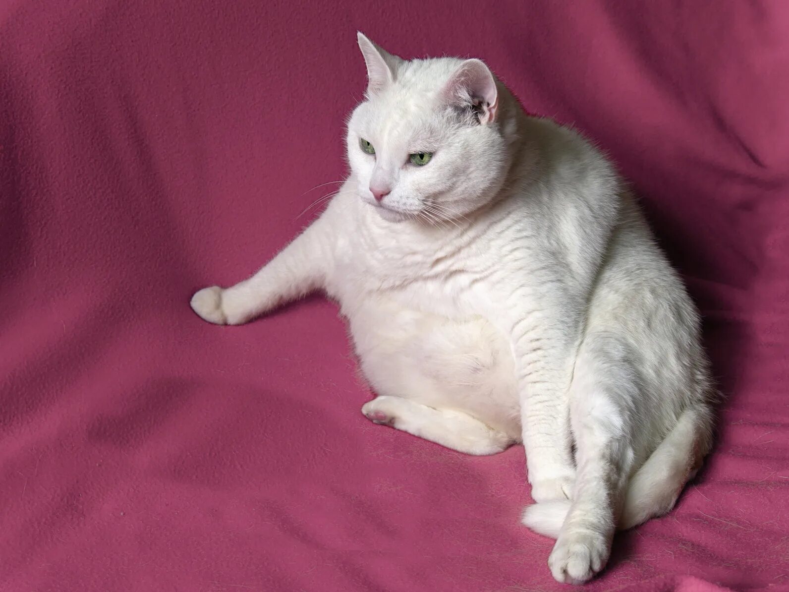 Толще белая. Толстый белый кот. Толстые коты. Толстая белая кошка. Толстые белые коты.