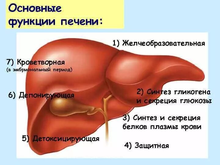 Печень у детей 3 лет. Функции печени 8 класс биология. Функции печени человека 8 класс биология. Функции печени в организме человека 8 класс. Функции печени в организме человека 2 класс.