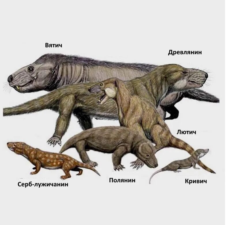 Плацентарные млекопитающие пресмыкающиеся. Синапсиды и терапсиды. Териодонты терапсиды. Цинодонты Пермского периода. Синапсиды цинодонты.