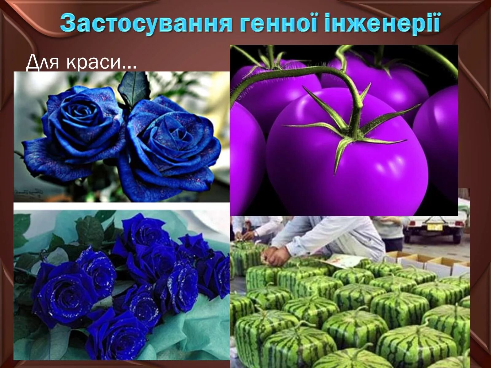 Генная инженерия создает. Генная инженерия. генная инженерия в селекции растений. применение генной инженерии. генная инженерия примеры растений.