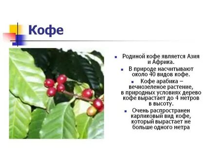 Регион является родиной какао