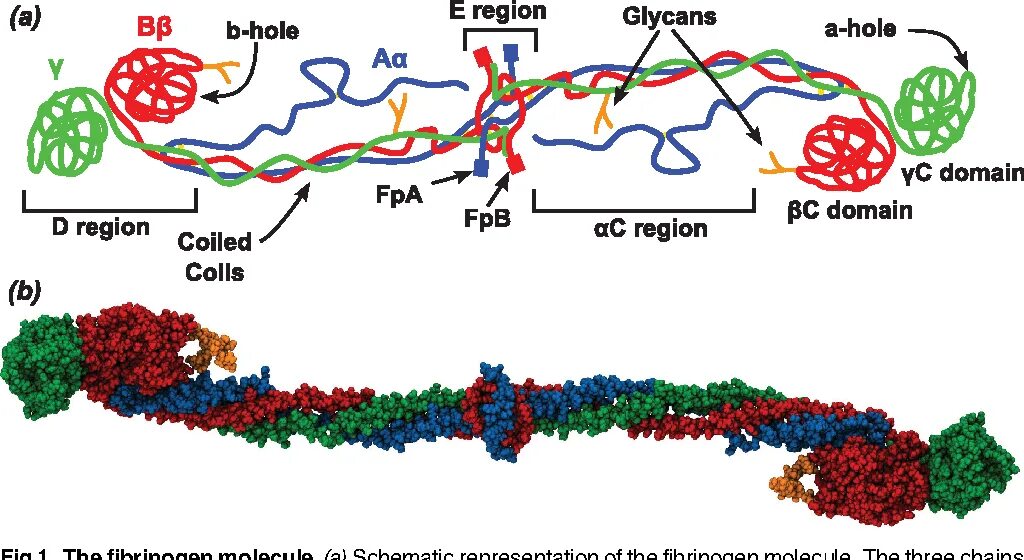 Количество фибрина после пореза. Фибриноген молекула. Фибриноген строение биохимия. Фибриноген структура. Фибрин и фибриноген.