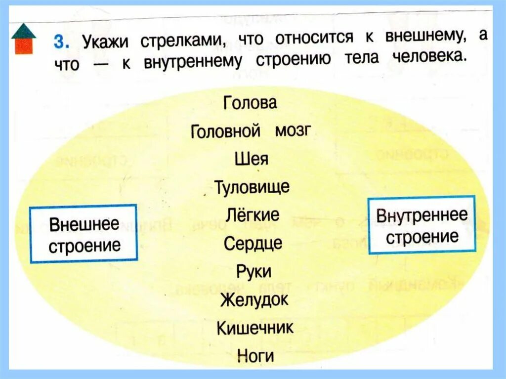 Тест строение человека 2 класс окружающий мир. Тест по теме строение человека 2 класс школа России. Строение тела человека проверочная работа. Внутреннее строение человека задание. Строение тела человека 2 класс.