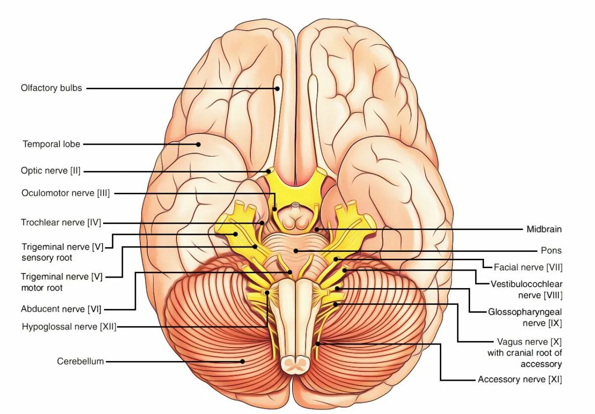 Корешки черепных нервов. Выход черепных нервов анатомия. Черепно мозговые нервы анатомия. Черепно мозговые нервы на черепе. Основание головного мозга и места выхода Корешков черепных нервов.