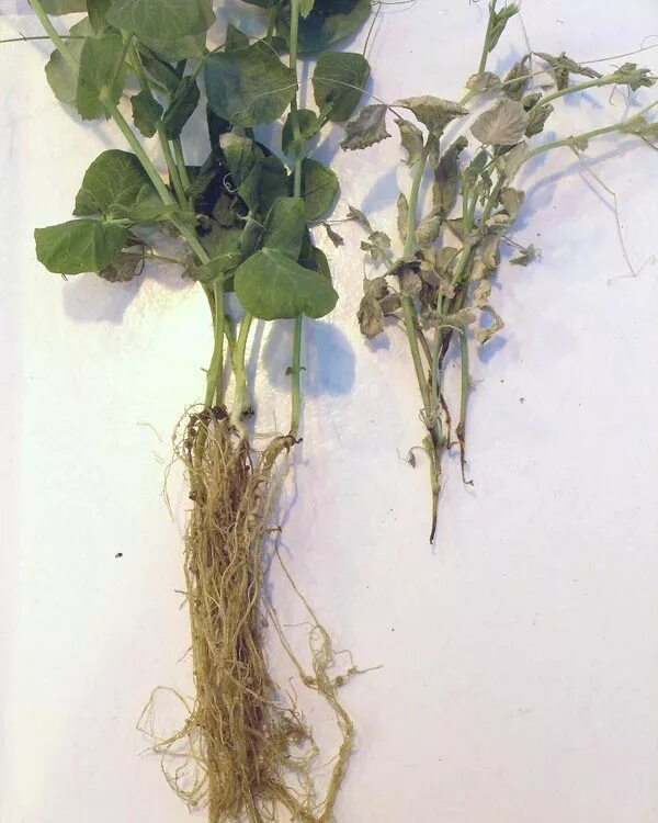 Корневище гороха. Горох растение корень. Корневище гороха. Горох посевной корень. Горох корешок.