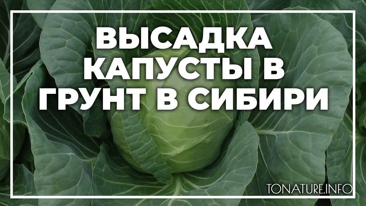 Какого числа сажать капусту. Посадка капусты в грунт в Сибири. Капуста посадки Сибирь. Когда высаживать рассаду капусты в открытый грунт в Сибири. Сроки высадки капусты в открытый грунт в Сибири.