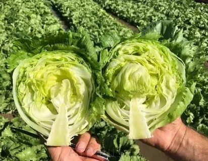 Как вырастить салат айсберг