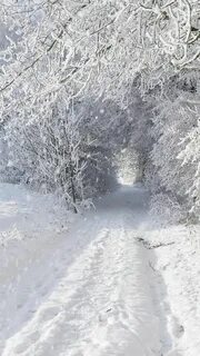 Где белый снег
