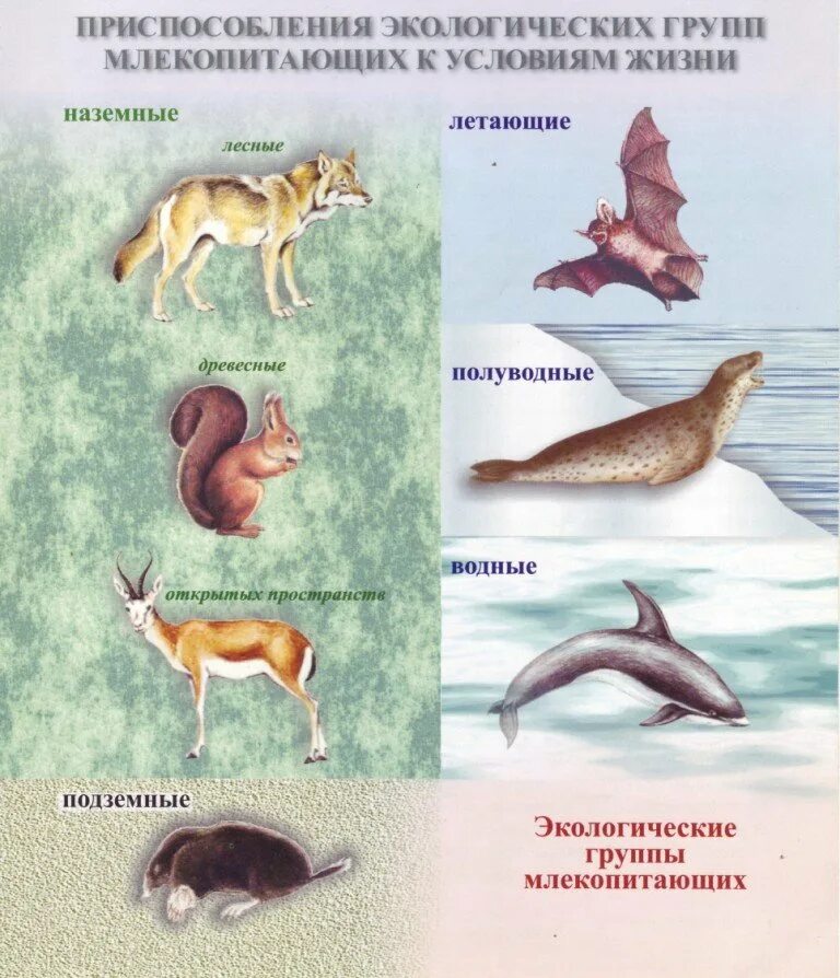 Млекопитающие животные примеры названия. Группы млекопитающих. Экологические группы млекопитающих. Экологические группы мле. Млекопитающие представители.