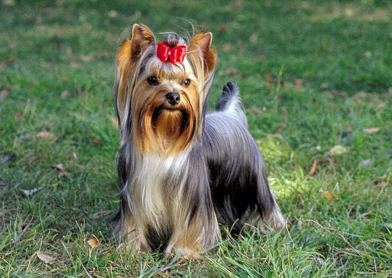 Йоркширский терьер породы собак. Ешкаролинский терьер. Йоркширский терьер вельш. Йоркширский терьер. Йоркшир терьер.