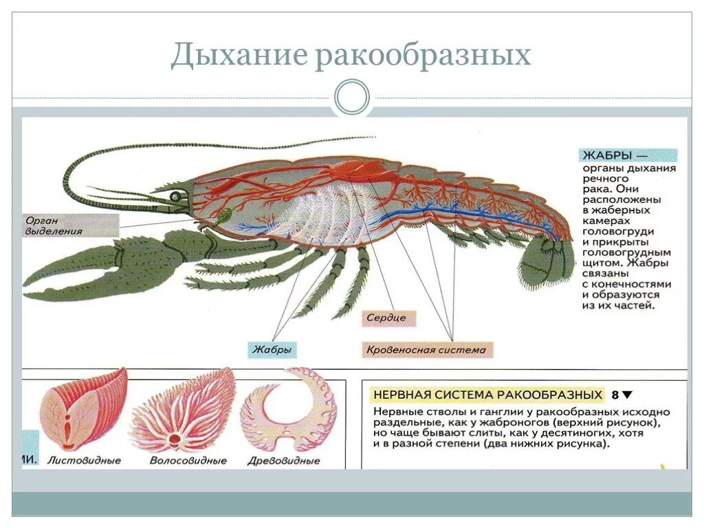 Класс ракообразные дыхание