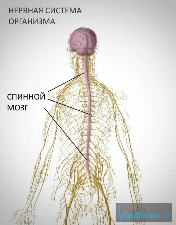 Нервная система человека спинной мозг. Нервная система человека анатомия корешки. Позвоночник и спинной мозг человека. Нервная система позвоночника человека.