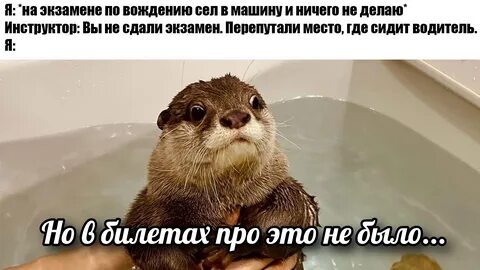 Скороговорка про выдру