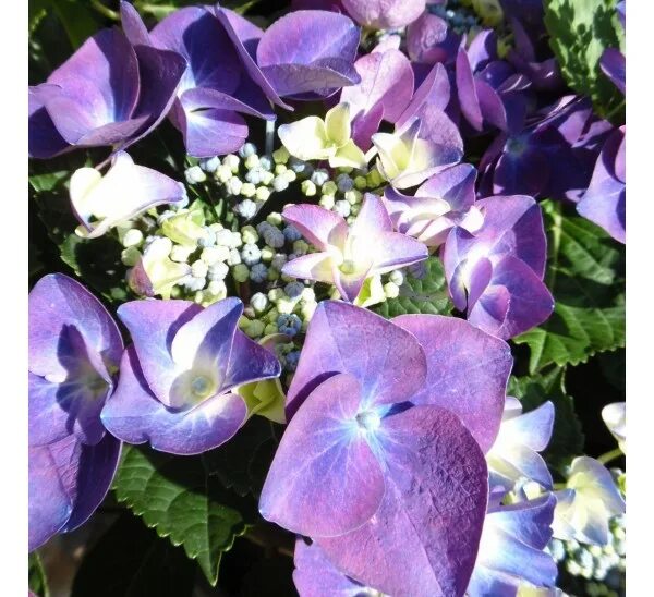 Award winning Hortensia Macrophylla Deep Purple Dance 5 Litre - Delivery by Char