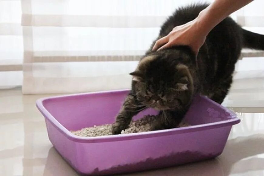 Кот нагадил мимо. Лоток для кошек. котенка мордой в лоток. кота носом в лоток. котик в лотке.