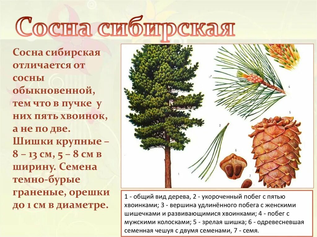 Хвоинки дерева сосна Кедровая. Сосна́ Сиби́рская Кедро́вая (Pínus sibírica). Сосна Кедровая Сибирская описание шишка. Кедровая сосна обыкновенная хвоинки. Какие отношения между сосной и шиповником