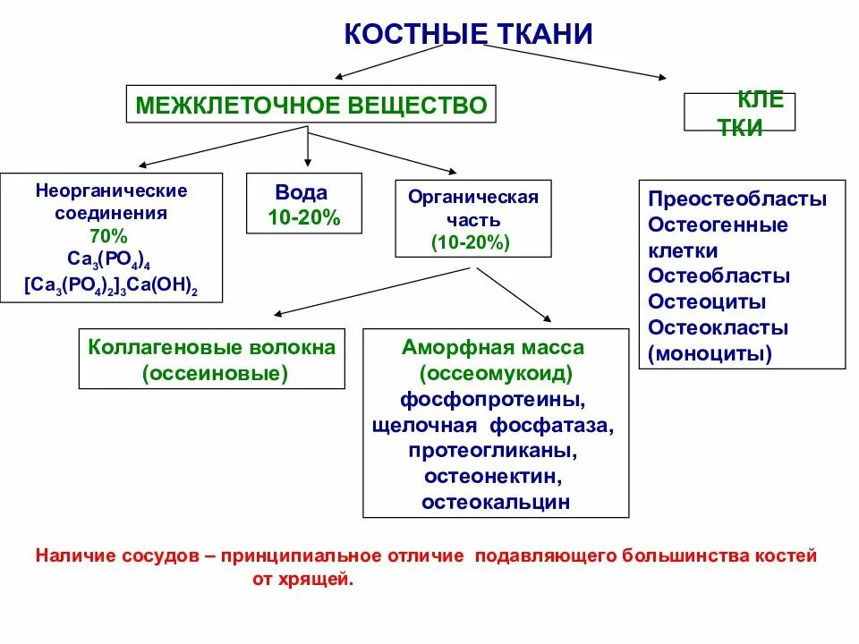Состав костной ткани элементы. Межклеточное вещество состав и строение. строение и функции межклеточного вещества костной ткани. клеточные компоненты костной ткани. назовите компоненты межклеточного вещества костной ткани.