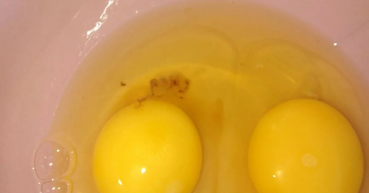 Оплодотворенное ли яйцо. Бластодиск оплодотворенного яйца. Оплодотворенное куриное яйцо.