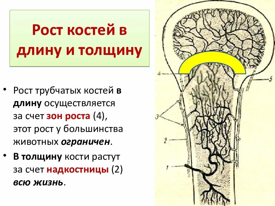 За счет чего растет кость. Рост трубчатой кости в толщину обеспечивает. Рост трубчатой кости в длину осуществляется за счет. Рост костей в длину и толщину. Рост трубчатых костей в длину.